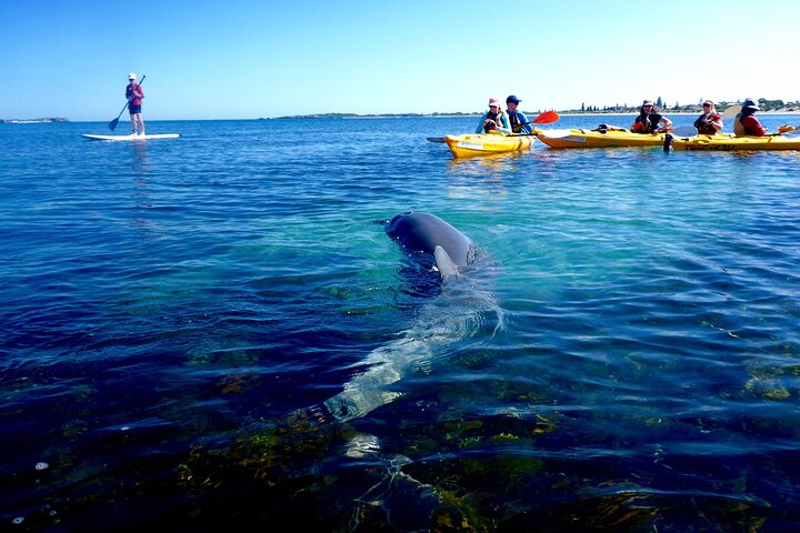 Penguin and Seal Islands Sea Kayaking Experience - Carnarvon Accommodation
