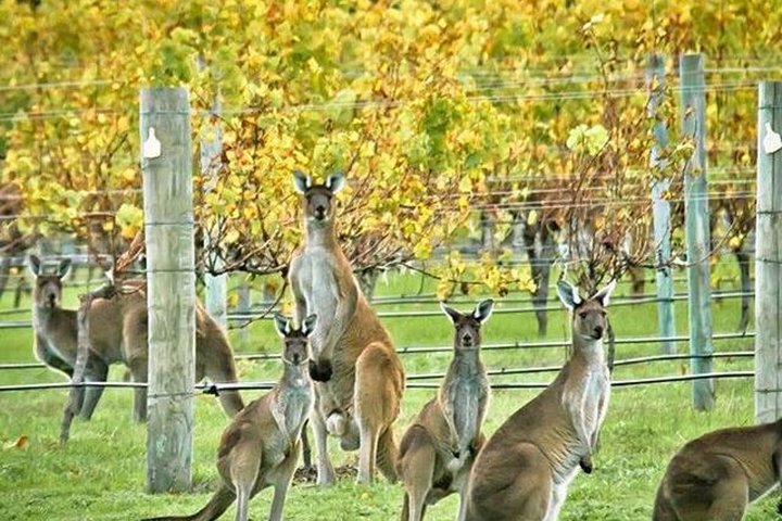 Margaret River Indulge and Discover Day Tour - Carnarvon Accommodation